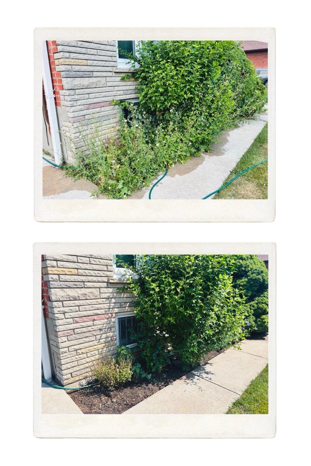 Maintained garden bed