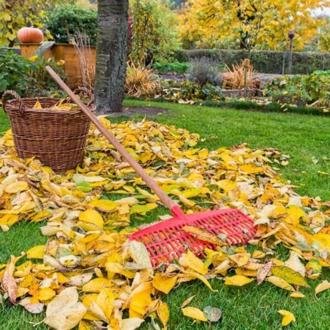 Autumn leaves raked into a pile on a lawn