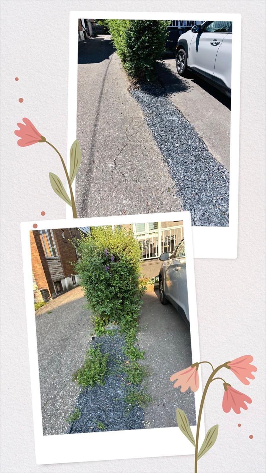Freshly mulched planting bed
