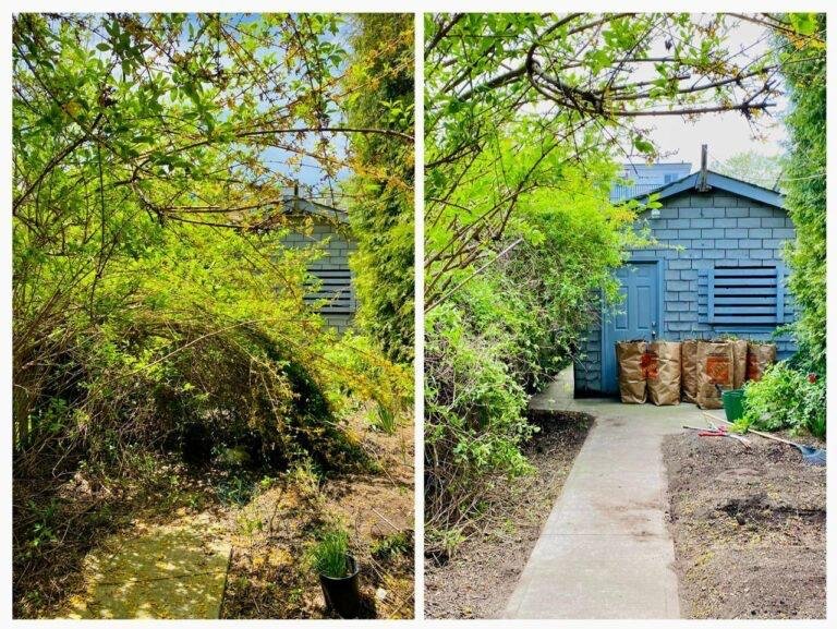 Before and after of an overgrown shrub bed cleared back
