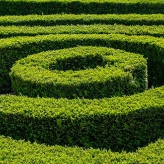 Neatly clipped spiral topiary shrub