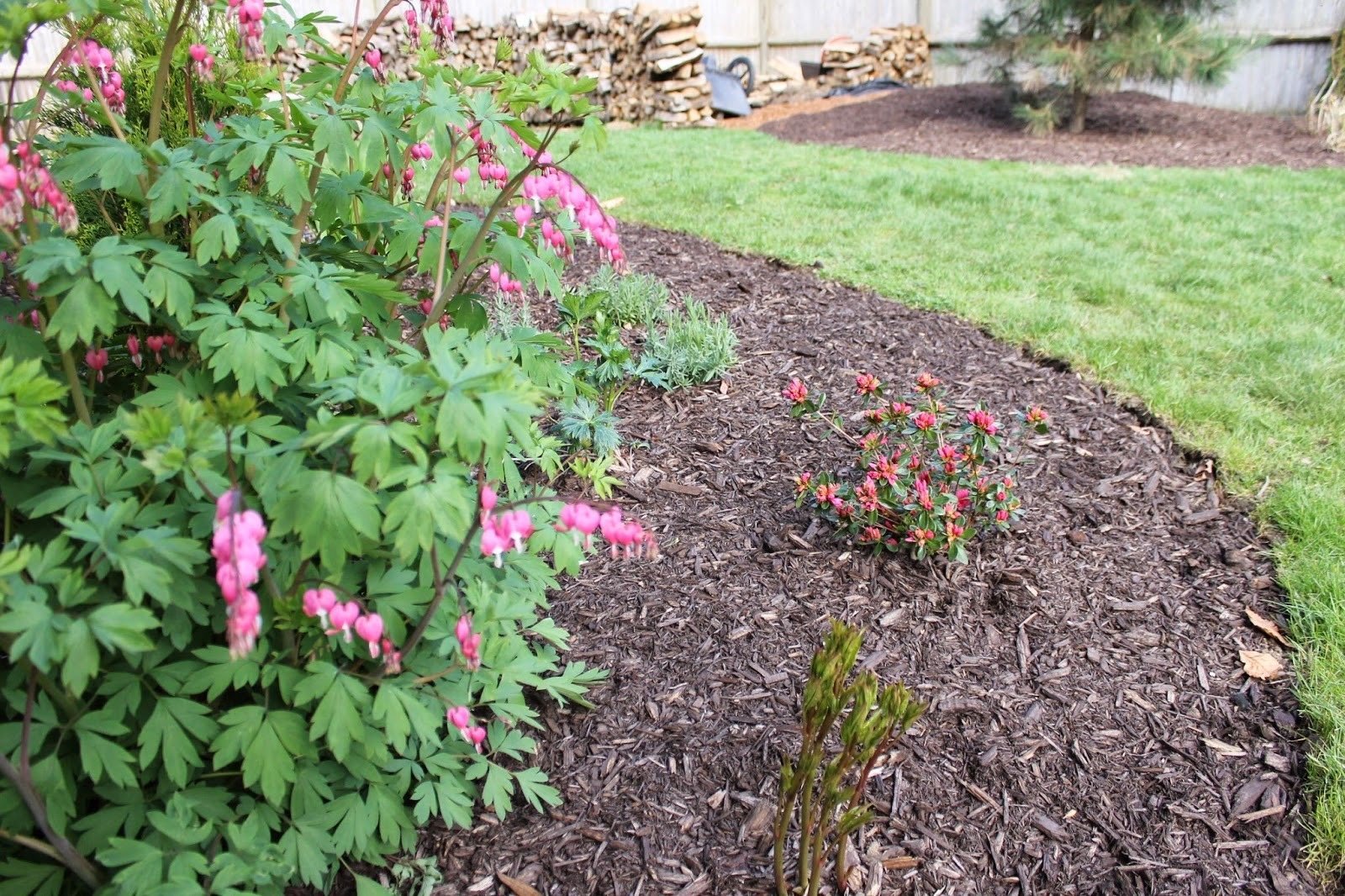 Garden maintenance work in progress