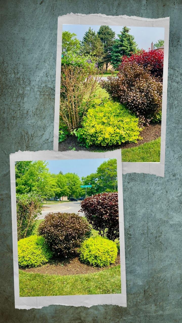 Maintained front garden