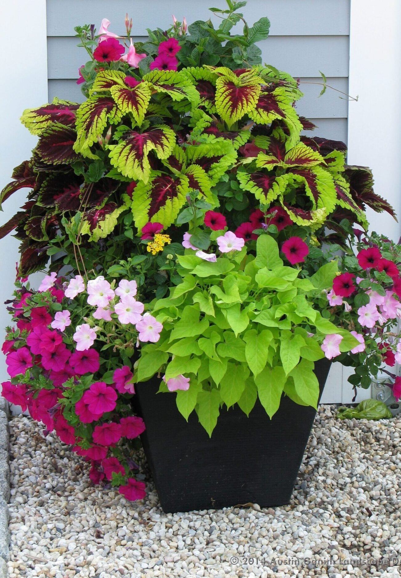 Planted arrangement in a garden pot
