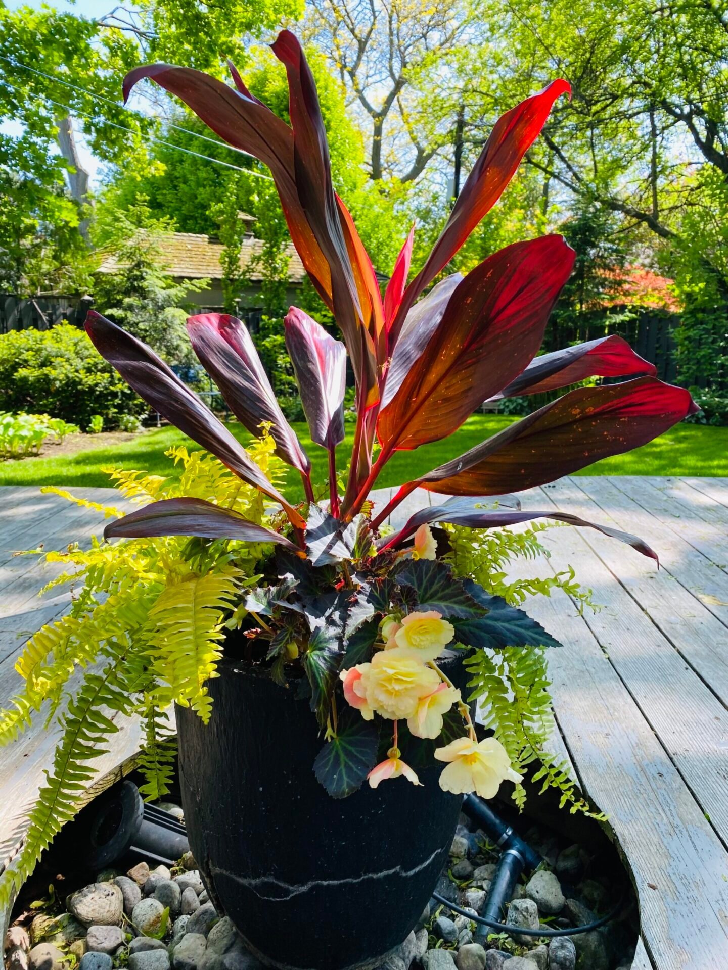 Planting in a shaded border