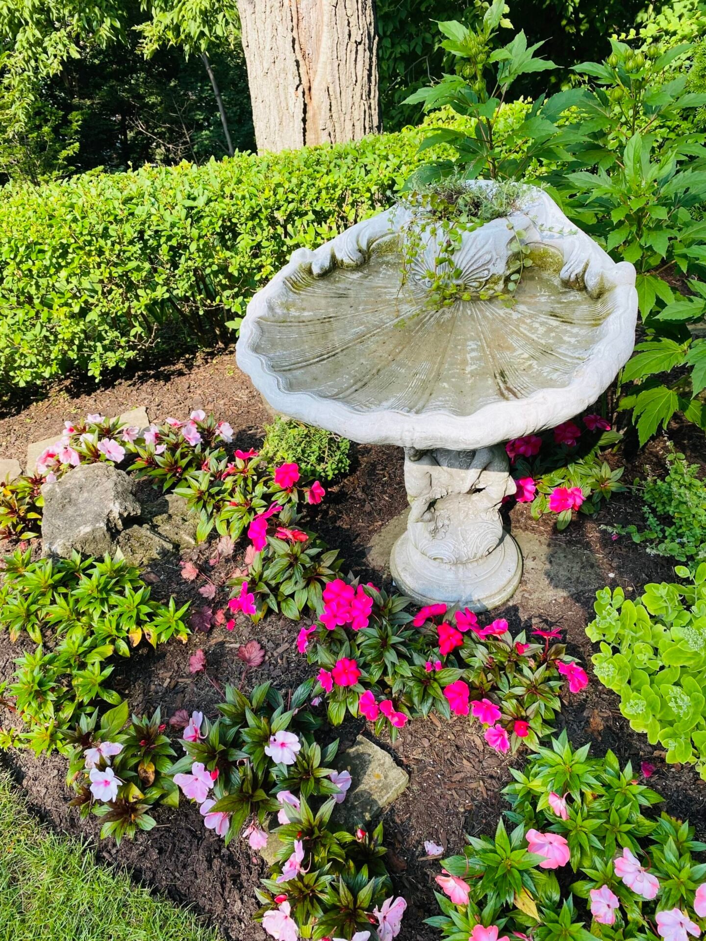 Seasonal flowers in a raised bed