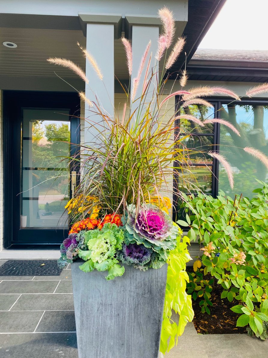 Planted border with mixed flowers