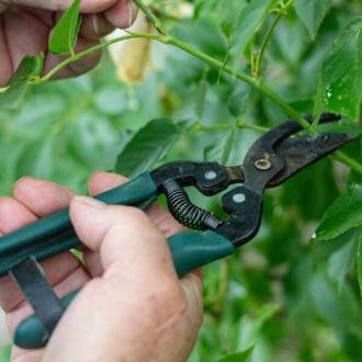 Pruning a shrub with a pair of secateurs