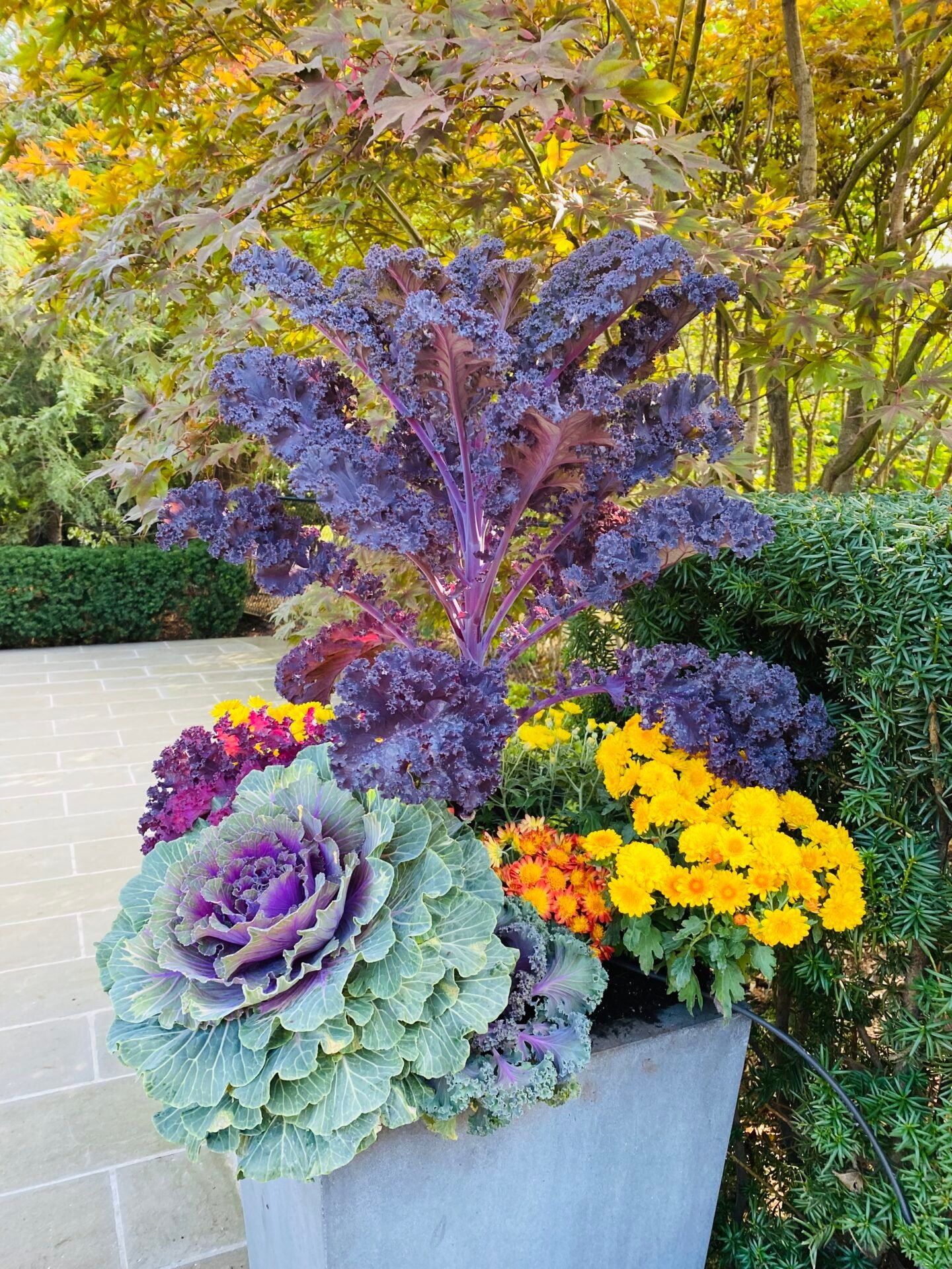 Flowers planted along a walkway